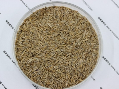 高羊茅種子的零售價(jià)格大約是多少？