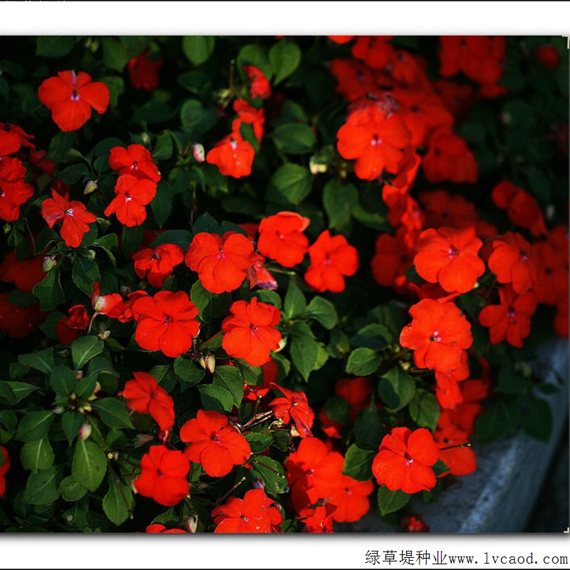 中國鳳仙 中國鳳仙