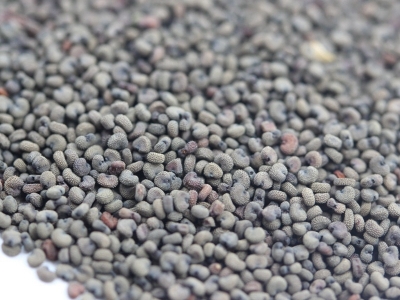 剪秋蘿種子播種之后多久可以開(kāi)花？