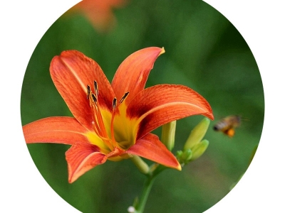 大花萱草種子的市場價格是多少？