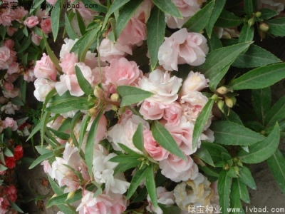 中國鳳仙什么時(shí)候播種合適？中國鳳仙種植環(huán)境