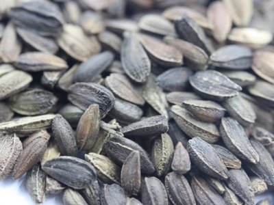非洲菊什么時(shí)候開花,非洲菊怎么種植？