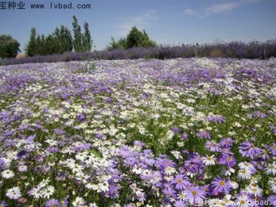 五色菊什么時(shí)候播種合適，五色菊什么時(shí)候發(fā)芽率高