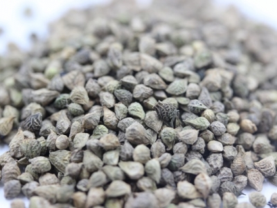 福壽花種子哪里有賣，福壽花種子價(jià)格貴不貴