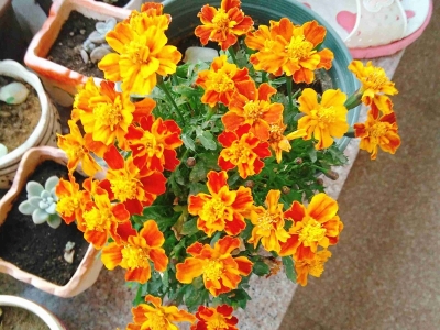 萬壽菊的花語是什么？代表著什么特殊的含義？