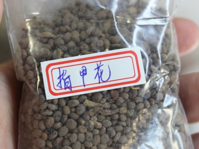 女孩子用來(lái)染指甲的指甲花市場(chǎng)價(jià)格是多少？