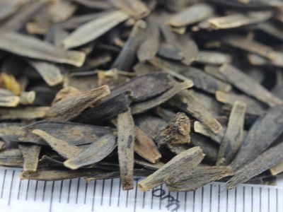 小麗花的花語是什么？代表著什么？