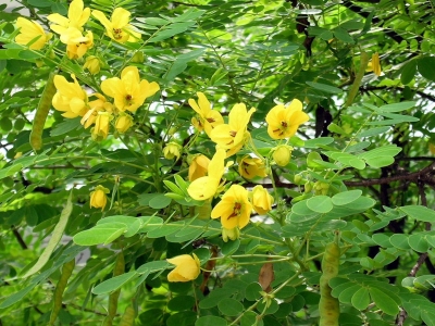 室外種植七里黃需要多久可以開花？