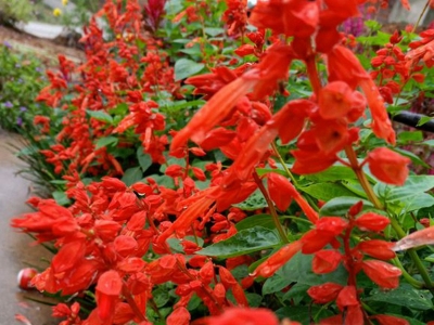 一串紅的花語是什么？有什么特殊的意義？
