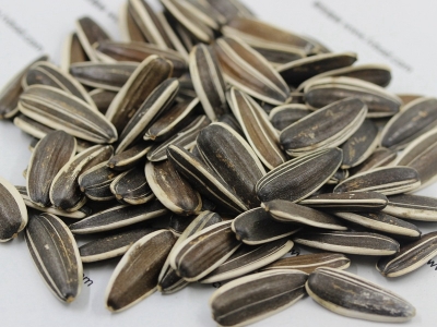 可以榨油的油葵種子市場價格是多少？