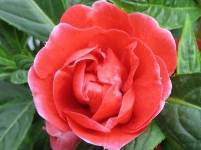 中國傳統(tǒng)花卉中國鳳仙花語是什么？