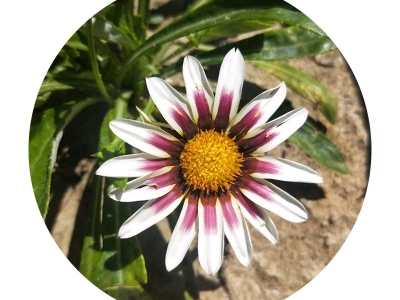 勛章菊種子的零售價格是多少錢1斤？