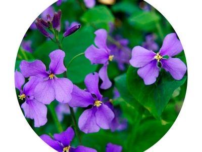 二月蘭的花語是什么？