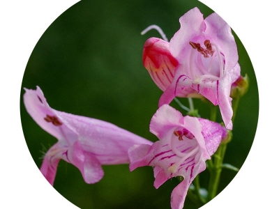 釣鐘柳種子什么時候開花？