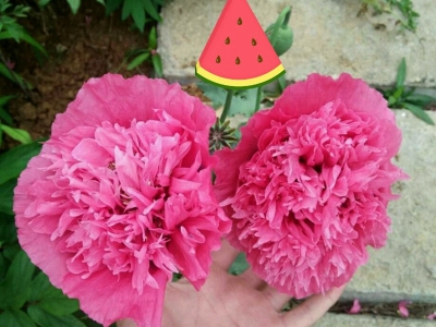 冰島虞美人種子播種之后開花需要多長時間？