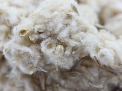 千日紫種子的零售價(jià)格是多少，在哪里買比較好？？