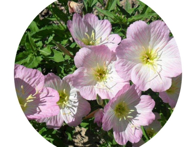 夜來香需要多長時(shí)間開花？