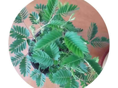 含羞草種子播種之后需要多長時間開花？