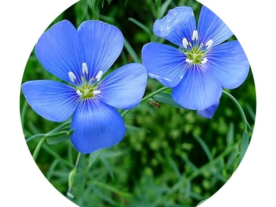 藍花亞麻種子播種后開花需要多長時間？