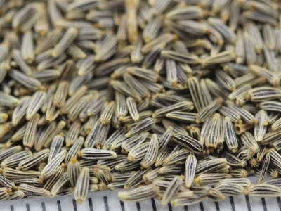 大濱菊的零售價格具體為多少？