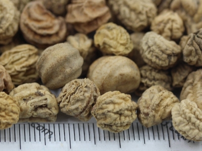 旱金蓮種子的零售價格是多少？