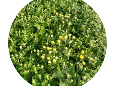 地被菊種子開花需要多長時(shí)間？
