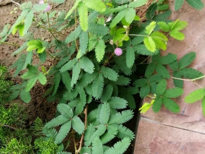含羞草的花語是什么？代表著什么？