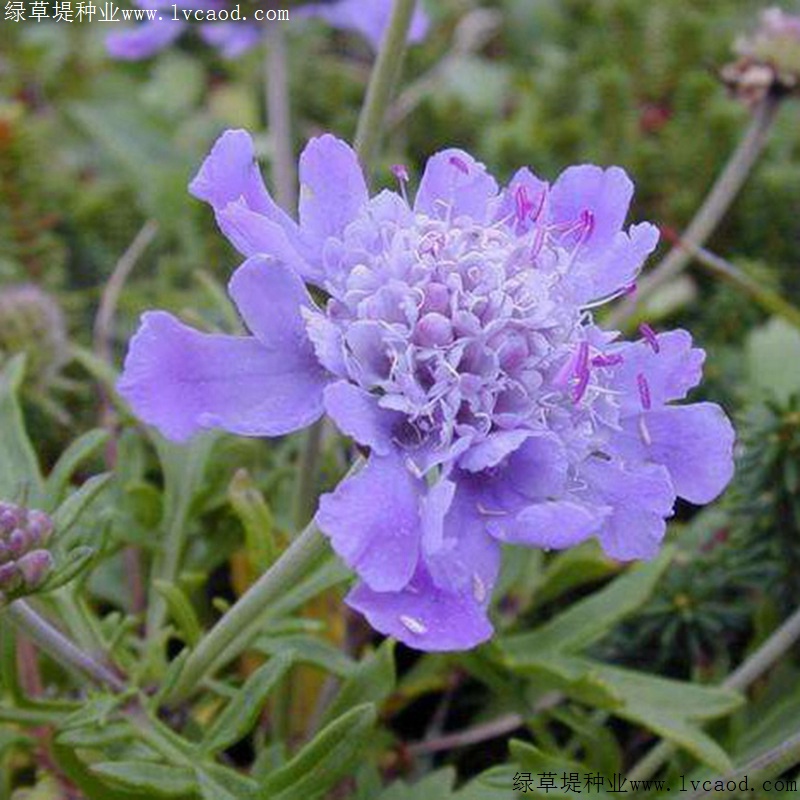 輪峰菊 輪峰菊