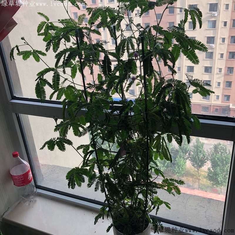 含羞草 含羞草