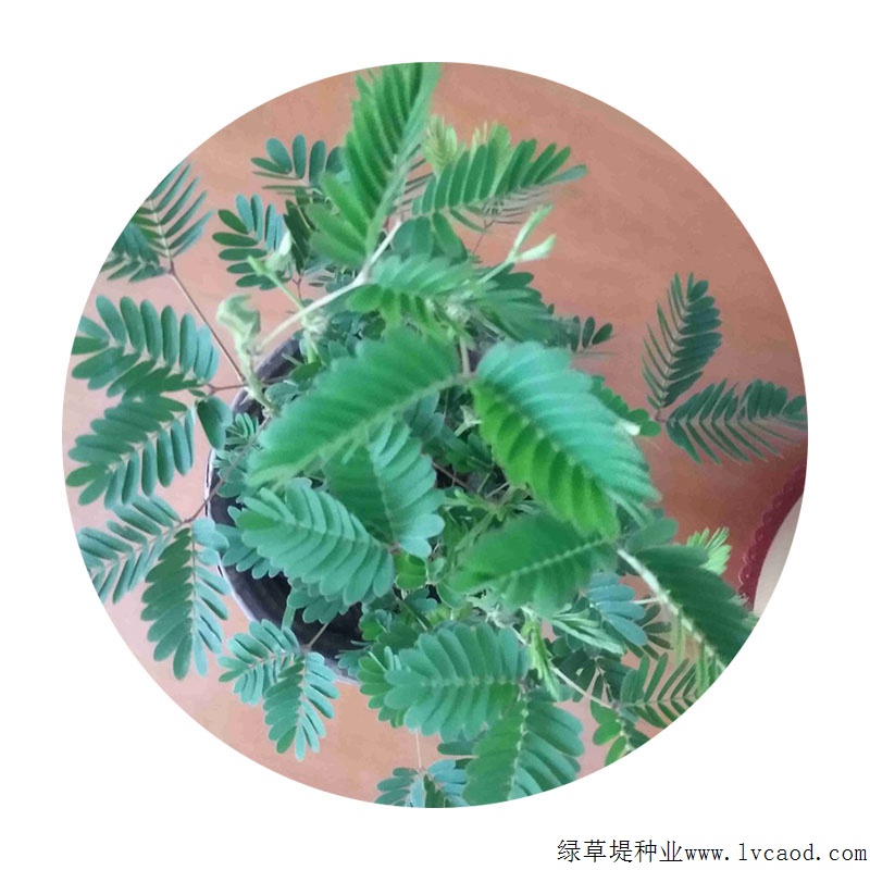 含羞草 含羞草