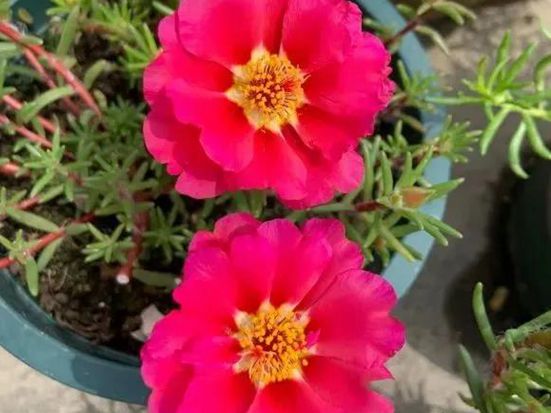 太陽花1.jpg
