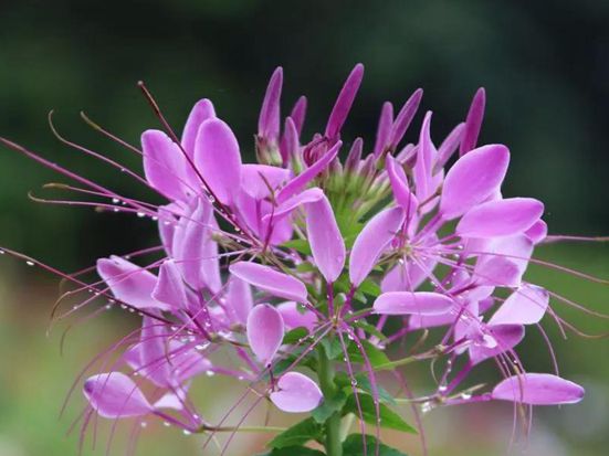 公園常見的花有哪些？