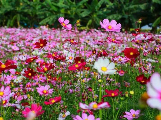 公園常見的花有哪些？波斯菊