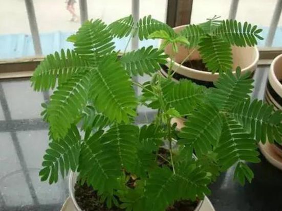 種植含羞草需要注意什么，如何才能讓它開花？