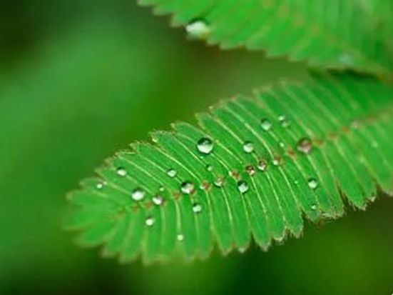 【含羞草種子】含羞草要怎么養(yǎng)護(hù)？