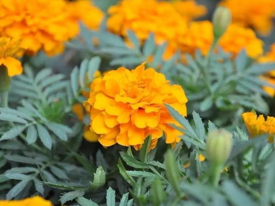 萬壽菊花種子一平米用幾克 萬壽菊花種子一平米用幾克