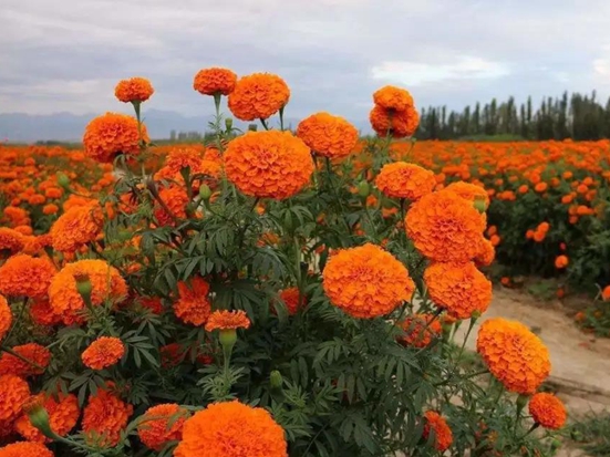 1589772040118097.jpg 微信圖片_20200518105645.jpg