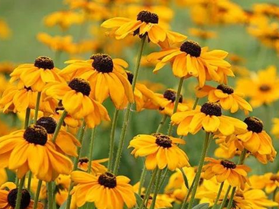 黑心菊種子——黑心菊種子成活率高嗎,花期更長嗎 黑心菊種子——黑心菊種子成活率高嗎,花期更長嗎