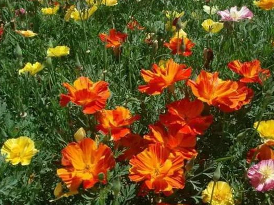 花菱草、.jpg