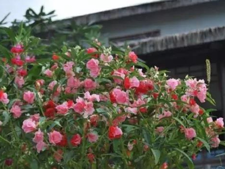 1589960821634143.jpg 微信圖片_20200520154334.jpg