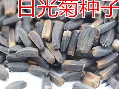 「日光菊」日光菊的種植方法 「日光菊」日光菊的種植方法
