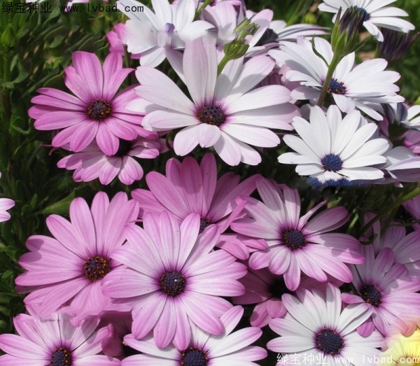 南非州萬(wàn)壽菊非洲菊.jpg