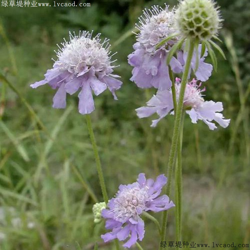 輪峰菊 輪峰菊