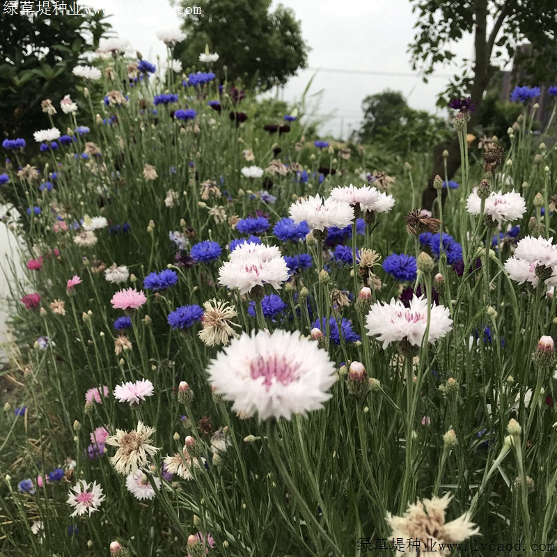 矢車菊 矢車菊