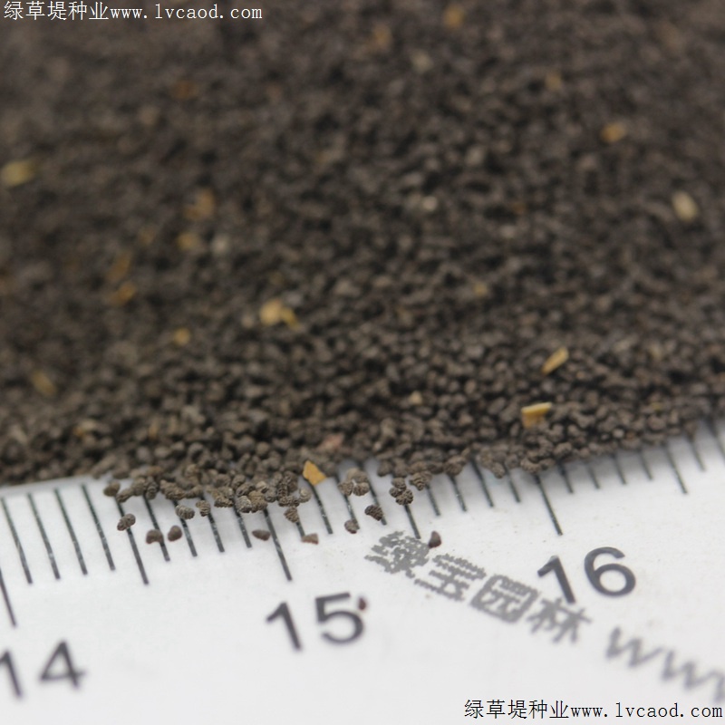 柳穿魚(yú)