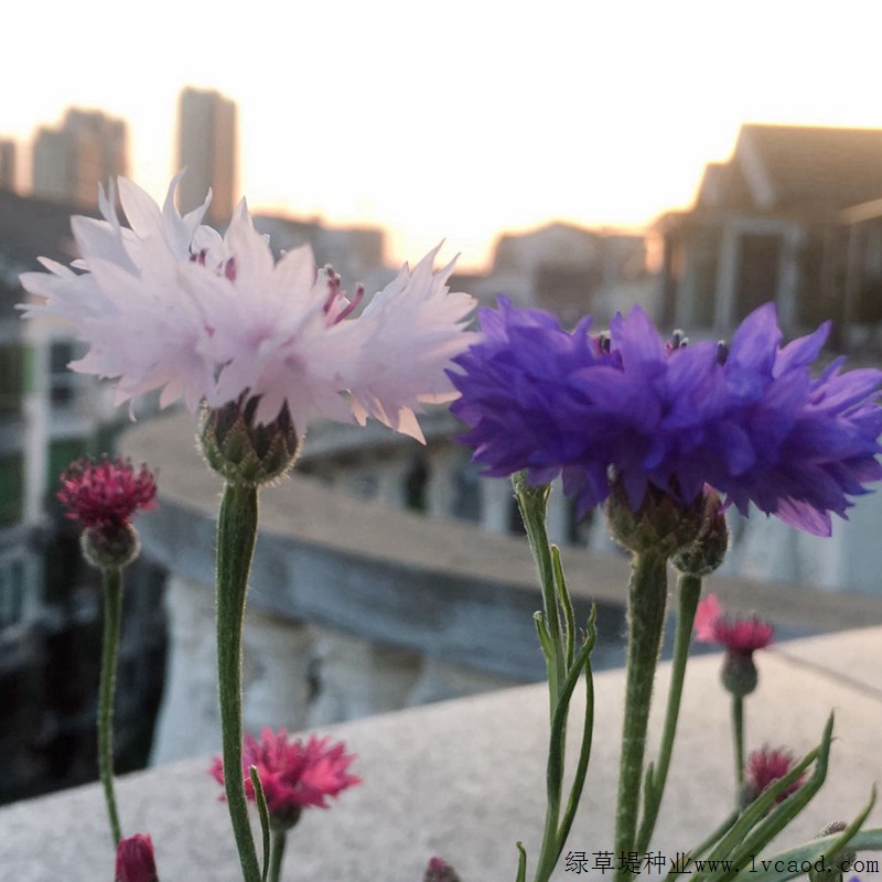矢車菊 矢車菊