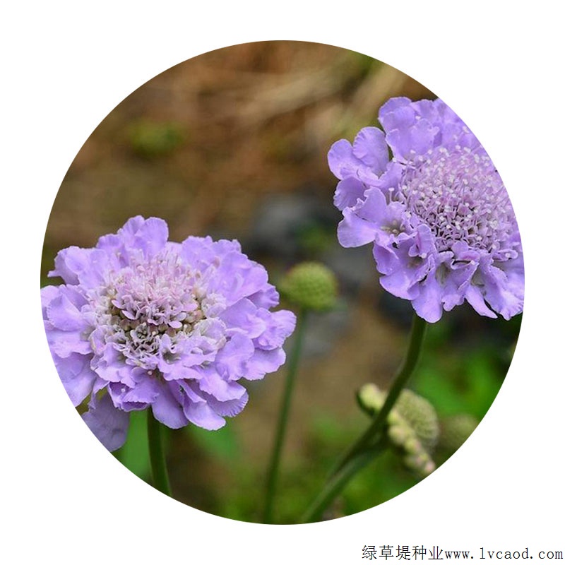 輪峰菊 輪峰菊
