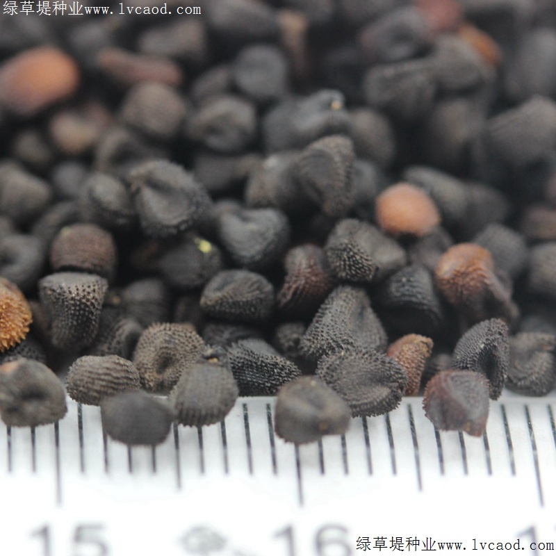 麥仙翁 麥仙翁