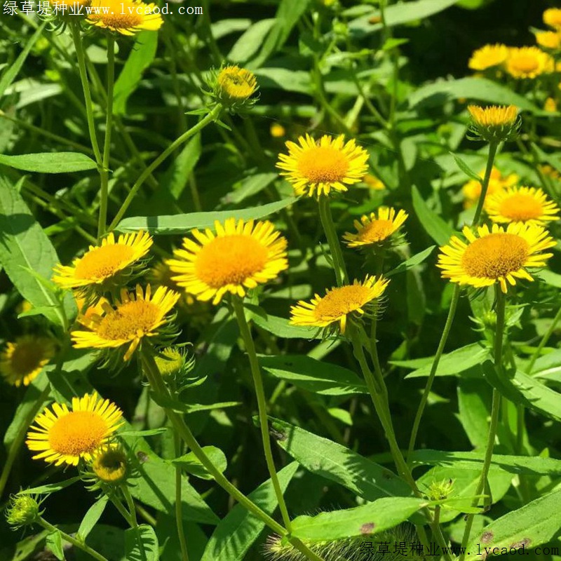 日光菊 日光菊
