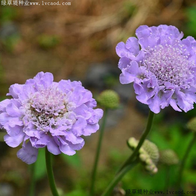 輪峰菊 輪峰菊